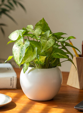 陶瓷小花盆桌面小盆栽植物花器
