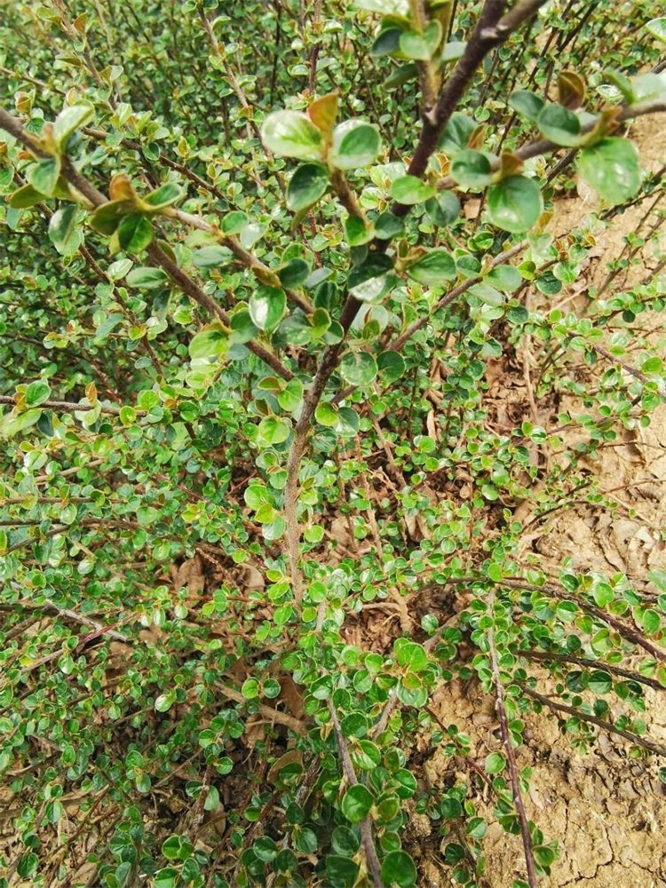 平枝荀子铺地蜈蚣小叶栒子红花旬子苗盆景匍匐灌木工程绿化苗木 - 图1