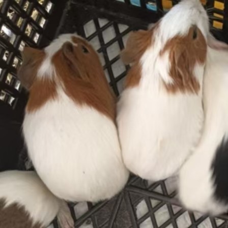 荷兰猪宠物彩色豚鼠老鼠兔活物幼体荷兰鼠崽活物养殖场直销荷兰兔,淘宝优惠券,粉丝福利购,淘宝优惠卷