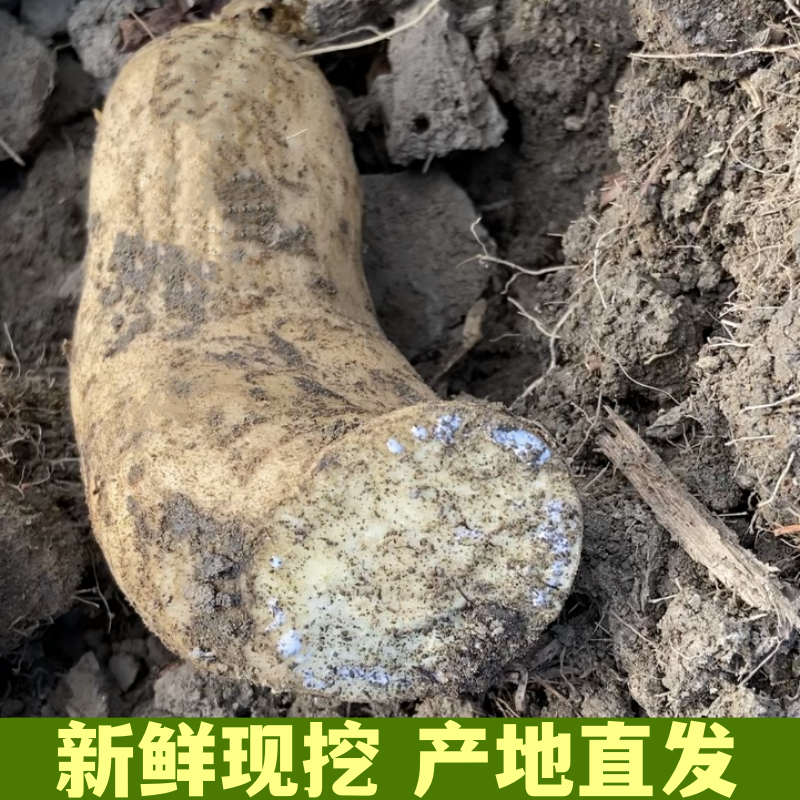 正宗潮汕白皮黄心板栗番薯粉沙糯香甜现挖现发农家鸡蛋黄地瓜包邮 - 图1