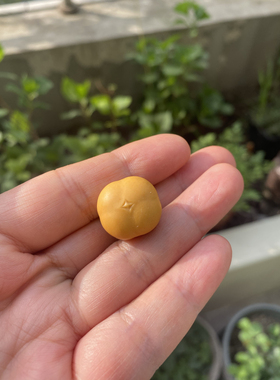 原创柿子吊坠俏色事事如意挂坠