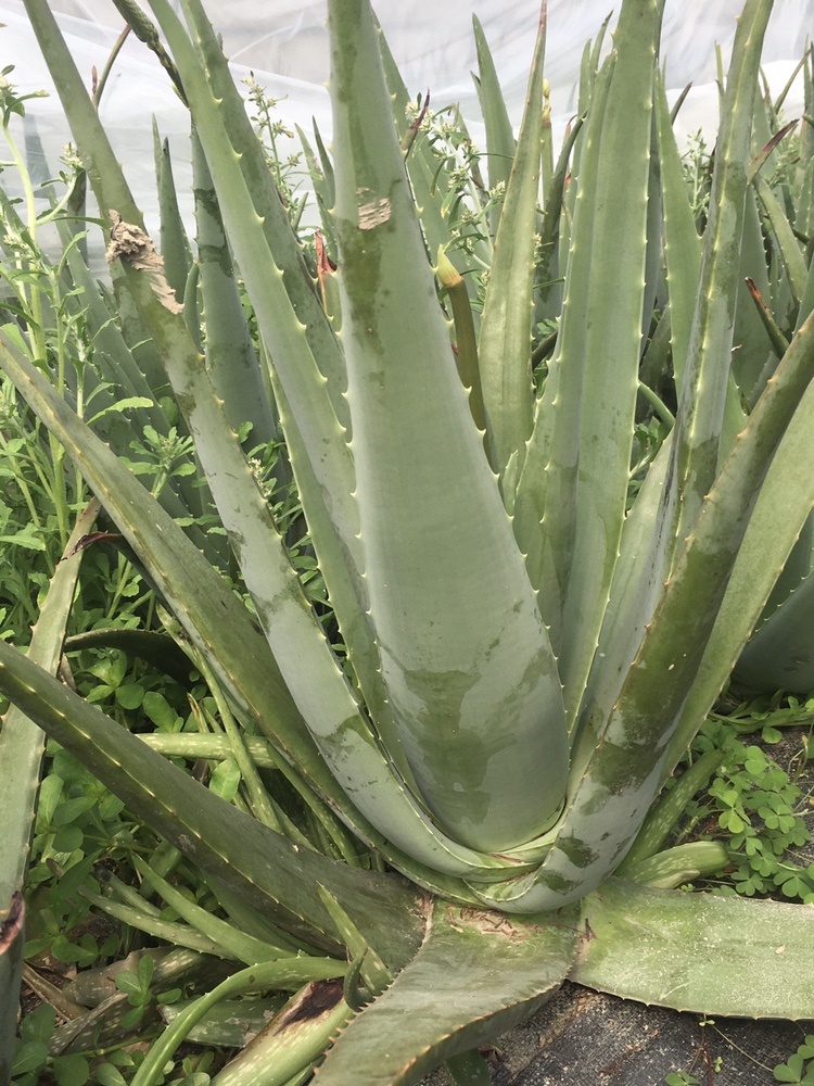 洗头护肤护发洗脸美国食用库拉索芦荟苗盆栽阳台绿色植物叶子叶片 - 图2