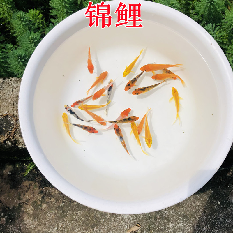 小锦鲤鱼苗淡水冷水观赏鱼锦鲤苗活体金鱼小型鱼好养易活红鲤鱼-图1