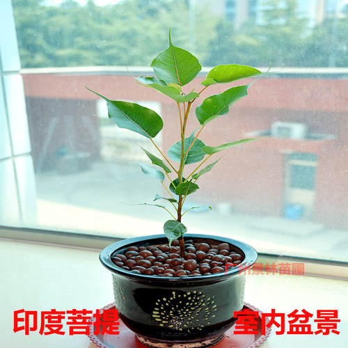 正宗菩提树苗菩提子榕树印度金刚星月大树名贵苗木庭院盆栽盆景 - 图2