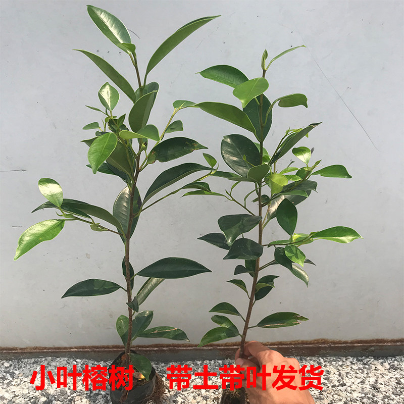 小叶榕树苗正宗细叶榕大树庭院绿化风景树名贵树苗盆栽盆景常绿,淘宝优惠券,粉丝福利购,淘宝优惠卷