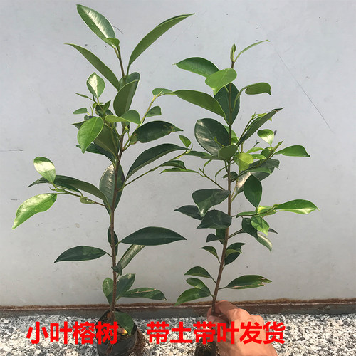小叶榕树苗正宗细叶榕大树庭院绿化风景树名贵树苗盆栽盆景常绿 - 图0