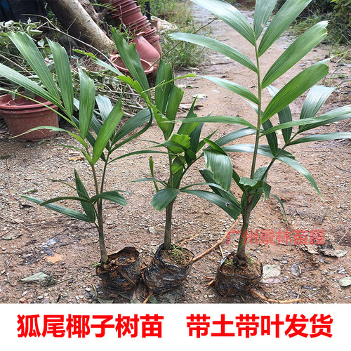狐尾椰子树苗盆栽绿植棕榈苗耐旱耐寒植物室外盆景常青庭院绿化树 - 图1