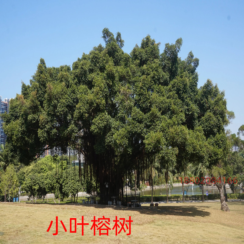 小叶榕树苗正宗细叶榕大树庭院绿化风景树名贵树苗盆栽盆景常绿,淘宝优惠券,粉丝福利购,淘宝优惠卷