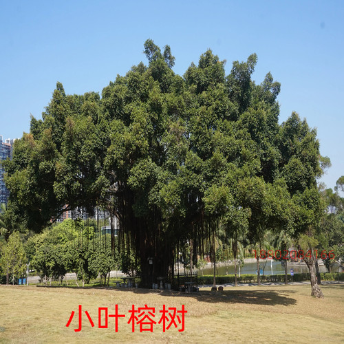 小叶榕树苗正宗细叶榕大树庭院绿化风景树名贵树苗盆栽盆景常绿 - 图1