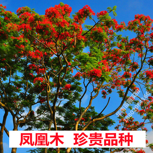 凤凰木树苗红花楹小苗金凤花大树名贵风景树庭院绿化盆栽四季常绿 - 图1