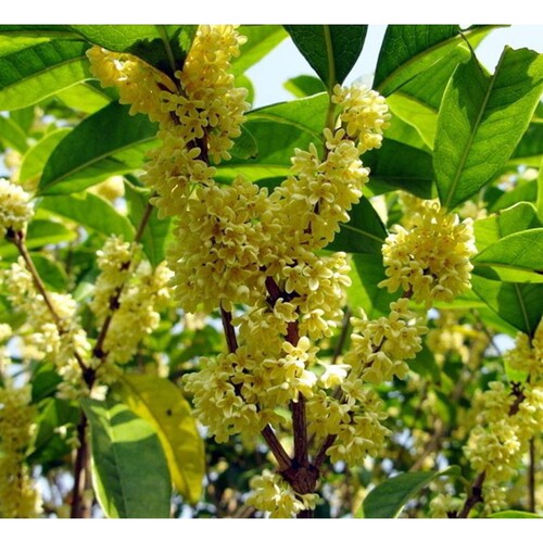桂花大树四季桂树苗八月金桂丹桂别墅庭院绿化苗木四季常青地栽 - 图2
