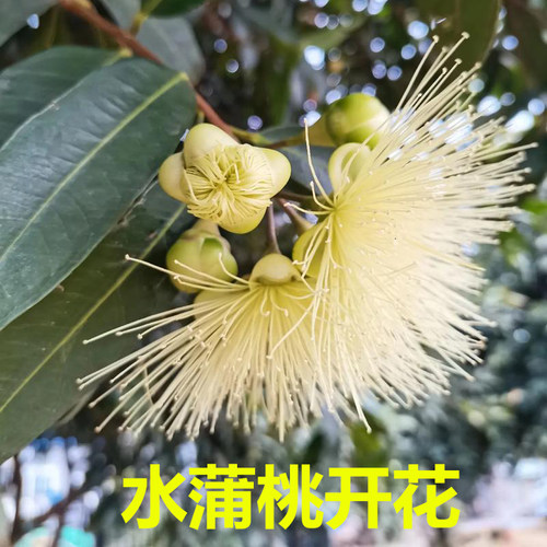 水蒲桃果树苗香果苗名贵果树铃铛果叮当果树海南蒲桃树番桃树常绿 - 图1