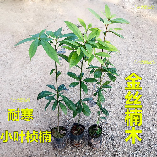 金丝楠木树苗四川正宗小叶桢楠闽楠润楠名贵苗木庭院绿化大树常绿 - 图1