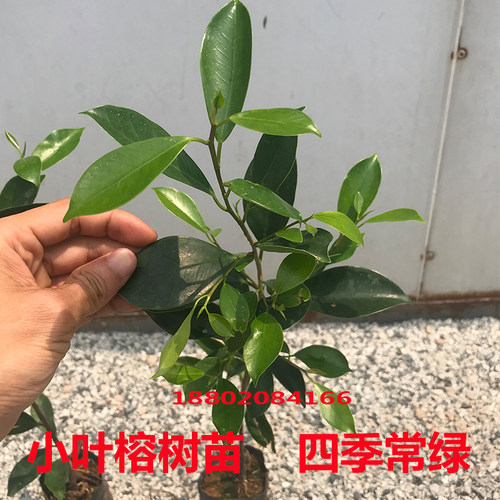 小叶榕树苗正宗细叶榕大树庭院绿化风景树名贵树苗盆栽盆景常绿 - 图2