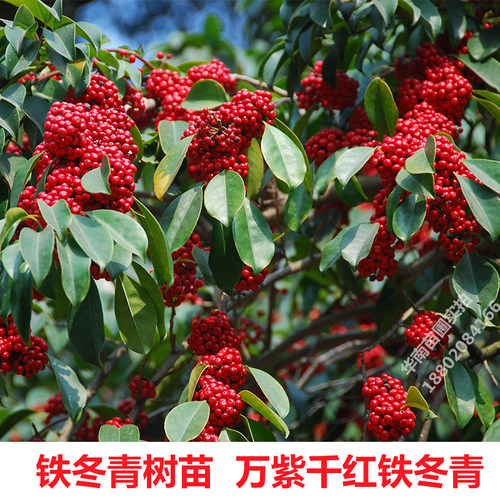 铁冬青树苗红果白银木万紫千红树苗盆栽常绿行道庭院绿化观赏树 - 图0