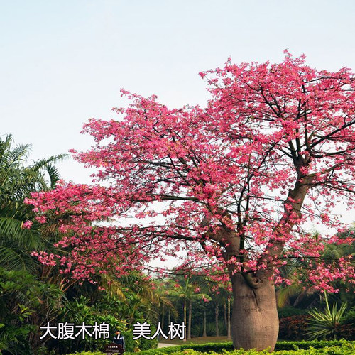 木棉花树苗大腹木棉美丽异木棉大树英雄树红花木棉满树开花耐寒 - 图3