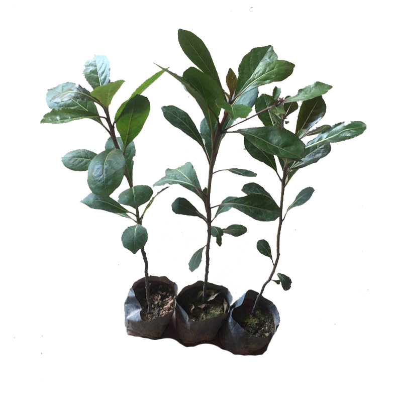 小叶榄仁树苗细叶榄仁绿化风景树雨伞树锦叶榄仁苗四季常绿植物,淘宝优惠券,粉丝福利购,淘宝优惠卷