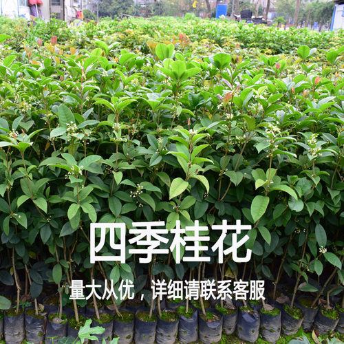 桂花大树四季桂树苗八月金桂丹桂别墅庭院绿化苗木四季常青地栽 - 图3