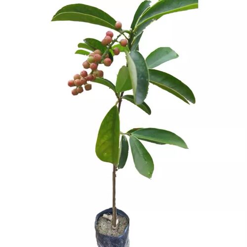 五月茶树苗酸味树五味叶五味子树苗果苗名贵药用植物庭院绿化苗木 - 图3
