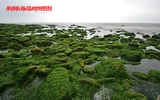 Натуральные морские водоросли розовые порошковые кошки и добавки для корма для собак Рыбалка разбросана