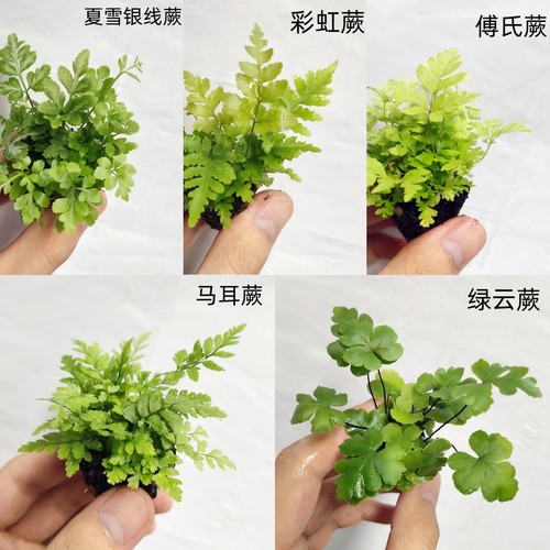 生态缸雨林缸观叶植物微景观造景专用小型绿植蕨类特色植物盆栽 - 图0