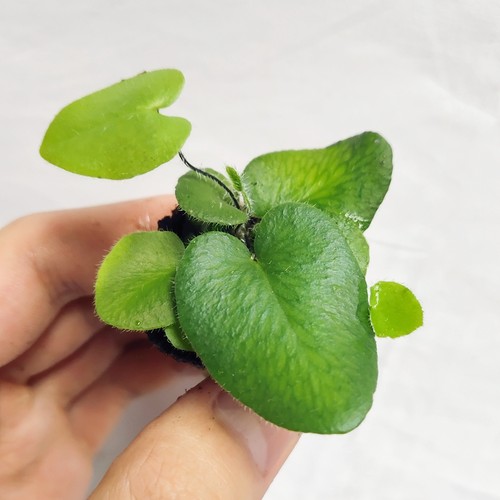 生态缸雨林缸观叶植物微景观造景专用小型绿植蕨类特色植物盆栽 - 图1