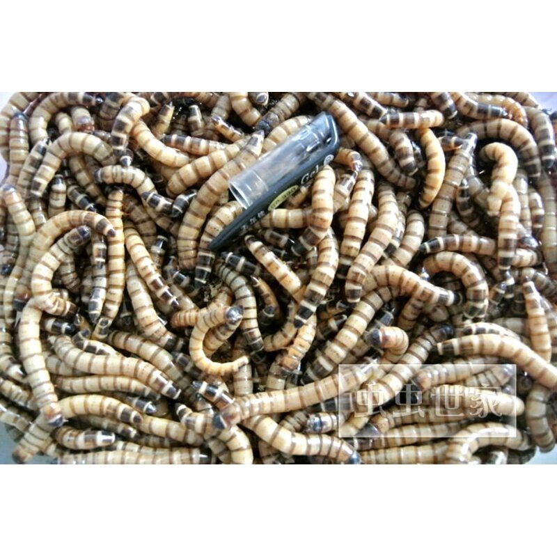 大麦虫活体超级面包虫活虫宠物蜥蜴乌龟鸟鱼活体饲料活虫500g包邮,淘宝优惠券,粉丝福利购,淘宝优惠卷