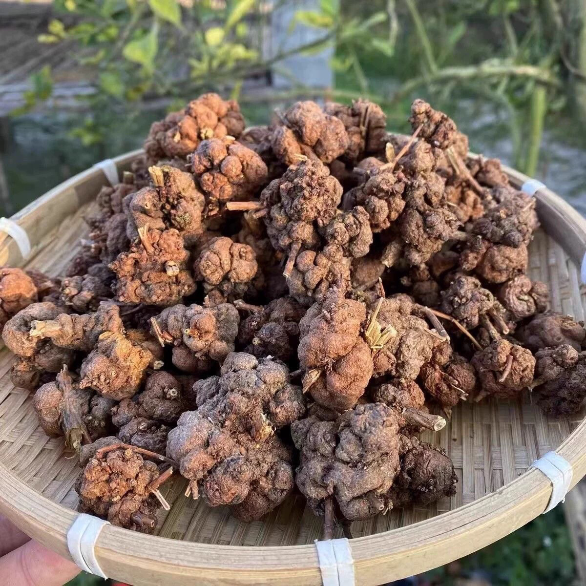 正宗云南深山中药材消瘤果消瘤子消瘤藤精选优质无提取正品,淘宝优惠券,粉丝福利购,淘宝优惠卷