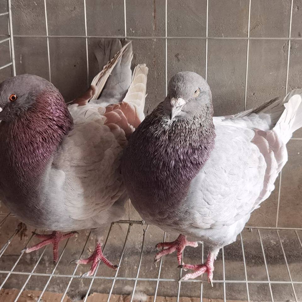 巨型一对包邮大体型元宝鸽子活体幼鸽观赏鸽公斤肉鸽种鸽青年种鸽
