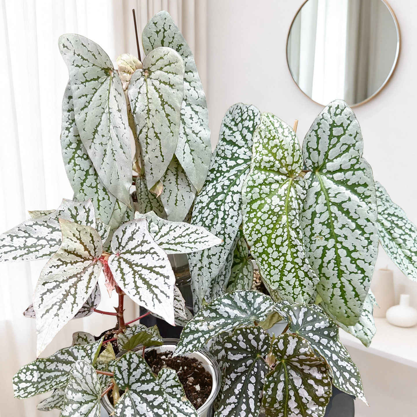 白色系秋海棠 ins网红室内盆栽植物猫耳朵梨花胡安妮塔富士山白冰,淘宝优惠券,粉丝福利购,淘宝优惠卷