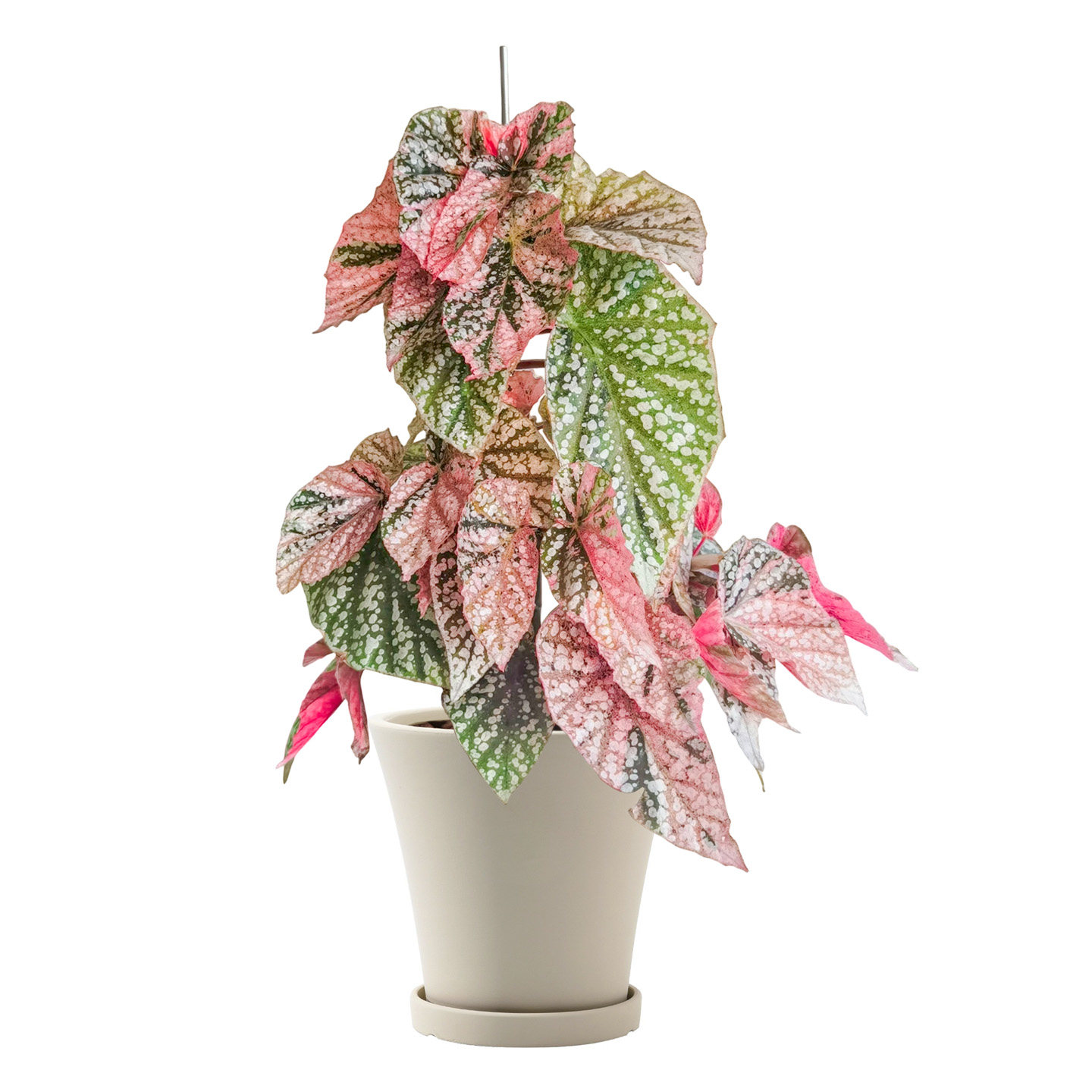 白色系秋海棠 ins网红室内盆栽植物猫耳朵梨花胡安妮塔富士山白冰,淘宝优惠券,粉丝福利购,淘宝优惠卷