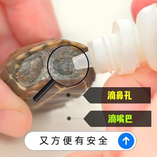 乌龟巴西草龟白眼睁不开眼睛红肿蒙眼白膜水肿大发白张嘴叫浮拒水 - 图0