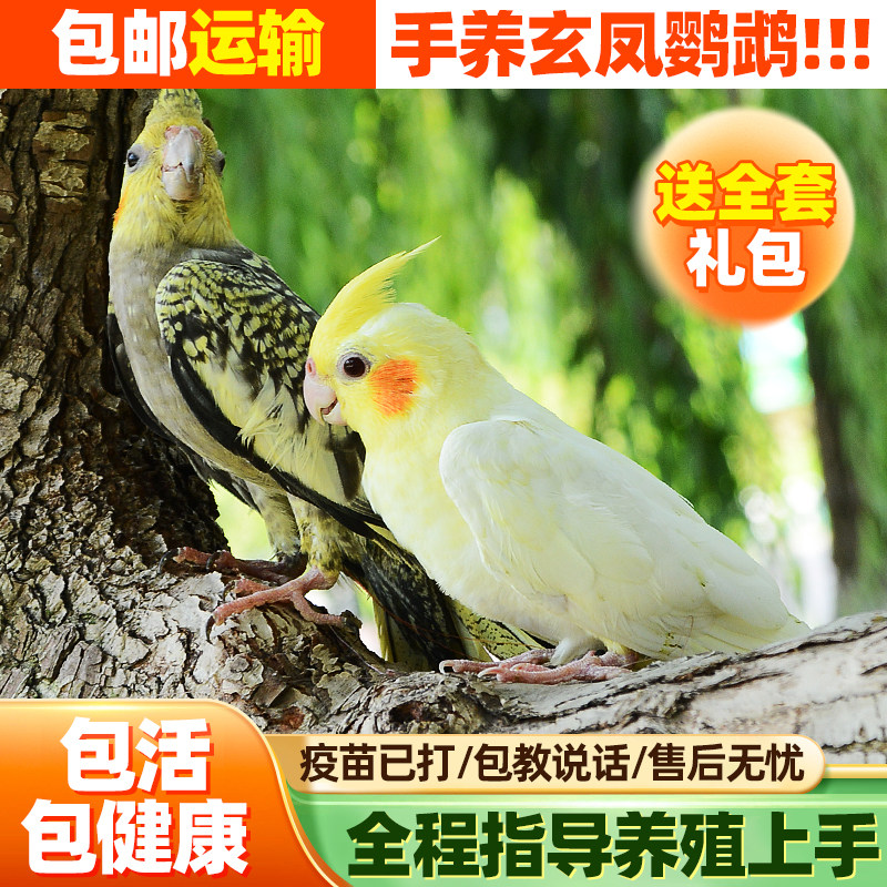玄凤鹦鹉活体手养宠物会学说话黄化玄凤一对可繁殖鸟活物鹦鹉活鸟,淘宝优惠券,粉丝福利购,淘宝优惠卷