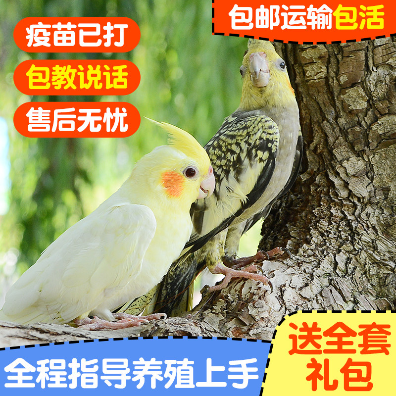 玄凤鹦鹉活体手养宠物会学说话黄化玄凤一对可繁殖鸟活物鹦鹉活鸟,淘宝优惠券,粉丝福利购,淘宝优惠卷