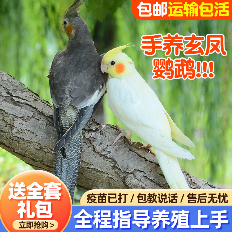 玄凤鹦鹉活体手养宠物会学说话黄化玄凤一对可繁殖鸟活物鹦鹉活鸟,淘宝优惠券,粉丝福利购,淘宝优惠卷