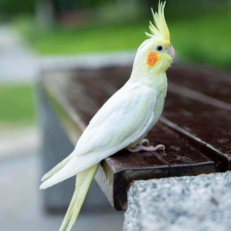 玄凤鹦鹉鸟活体观赏会学说话纯手养宠物可繁殖鸟亲人黄化玄凤鹦鹉,淘宝优惠券,粉丝福利购,淘宝优惠卷