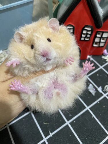 卷毛金丝熊稀有卷毛长毛熊活体已打疫苗仓鼠宠物活体卷毛金丝鼠 - 图3