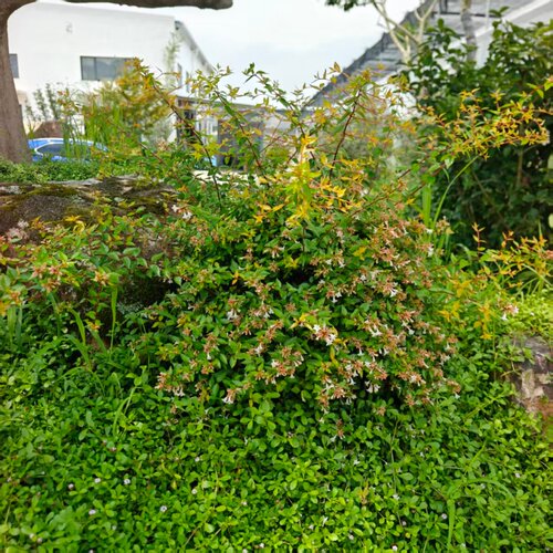 六道木盆栽金叶大苗露天灌木篱笆观花植物地栽庭院阳台多年生包邮 - 图0