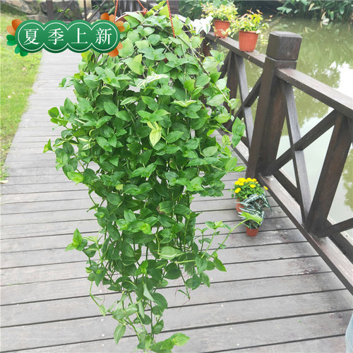 青白玉花叶鸭舌吊兰锦盆栽室内观叶垂吊植物好养活防辐射四季长绿 - 图0
