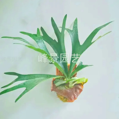 .二崎鹿角蕨板植室内喜阴壁挂绿植蛇木板附生蕨类懒人好养挂壁花 - 图0