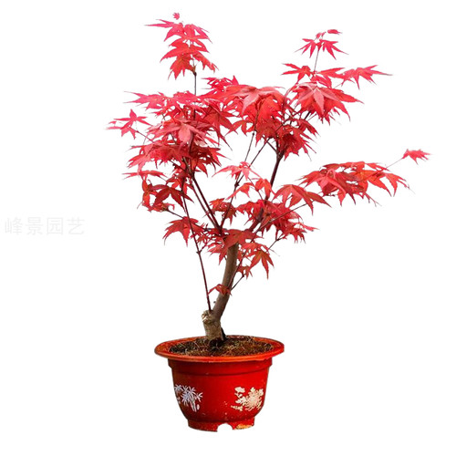 新品日本红枫景观彩叶色植物四季好养活室内桌面盆栽老桩耐寒树苗 - 图3