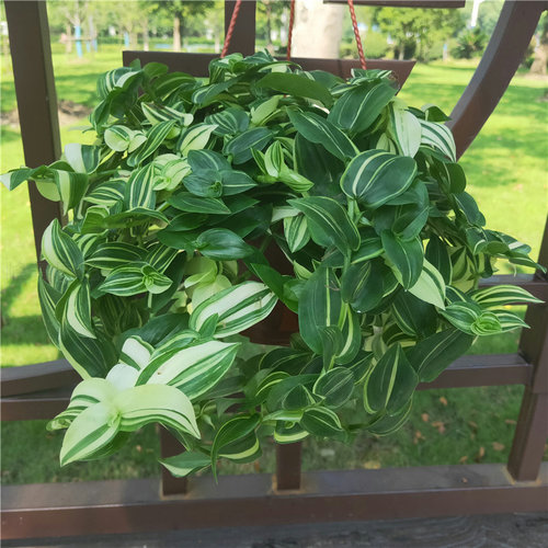 青白玉花叶鸭舌吊兰锦盆栽室内观叶垂吊植物好养活防辐射四季长绿 - 图1