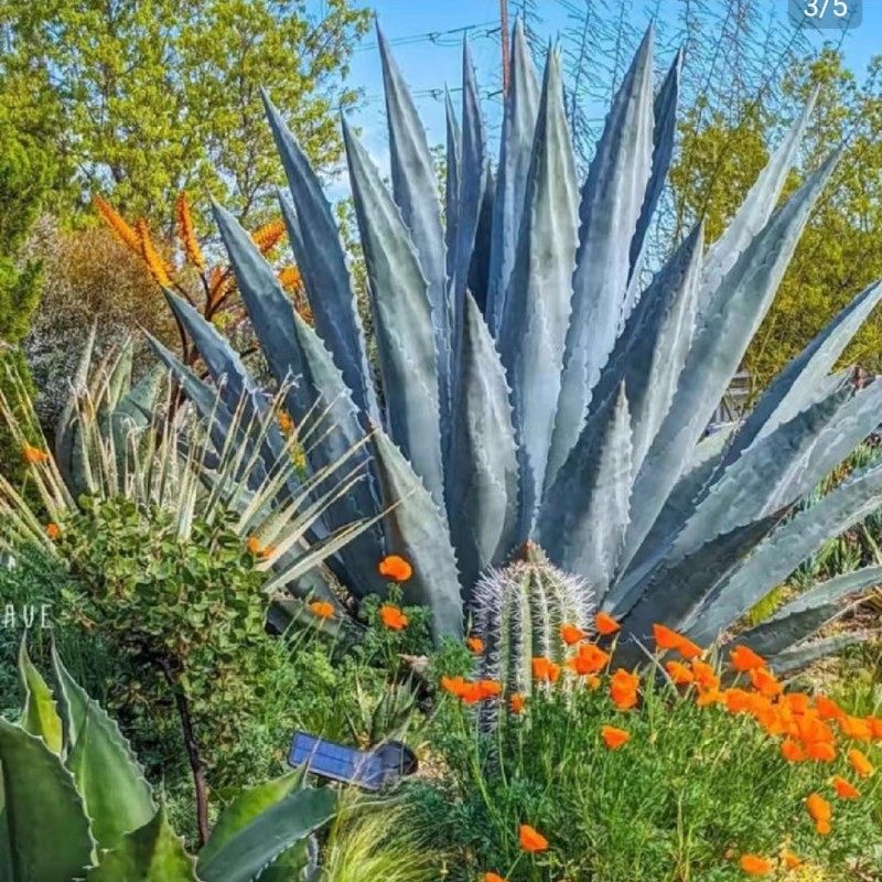 山管兰乌托邦兰花三七花叶玉兰花西哥羽毛草天使秀发园林观赏绿植,淘宝优惠券,粉丝福利购,淘宝优惠卷
