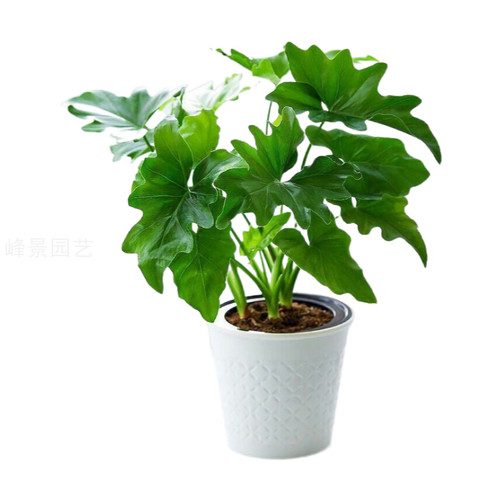 包邮春羽室内盆栽绿植北欧风麒麟尾植物好养活吸甲醛净化空气办公 - 图3