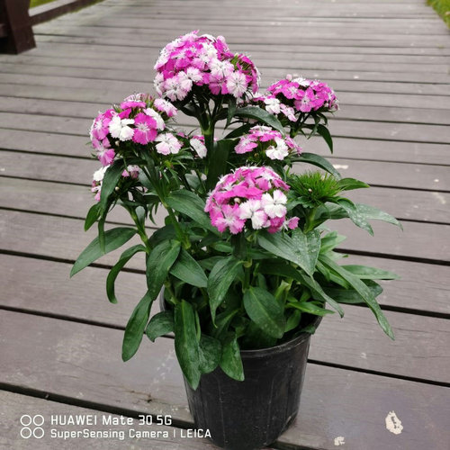 新品包邮绣球石竹花盆栽办公室小绿植美观趣味净化空气室外超耐寒 - 图2