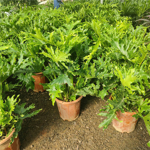 包邮春羽室内盆栽绿植北欧风麒麟尾植物好养活吸甲醛净化空气办公 - 图2