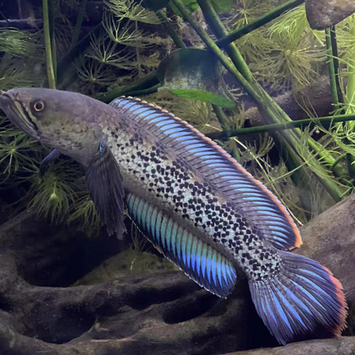 蓝宝石鬼王雷龙鱼巴卡二型凶猛淡水鱼中加红帝王黑魔神雷龙精品 - 图1