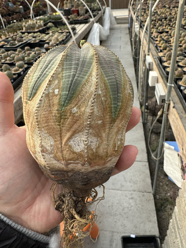 欧系布纹球满绣精品大尺寸巨无霸9.6cm老家布纹球潮流块根植物 - 图3