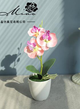 矮种金边蝴蝶兰花苗金叶咖啡带花苞名贵盆栽花卉植物室内客厅迷你