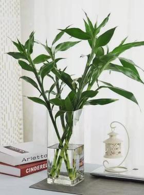 方型透明玻璃大花瓶简约现代平光方缸水培植物百合富贵竹简单创意